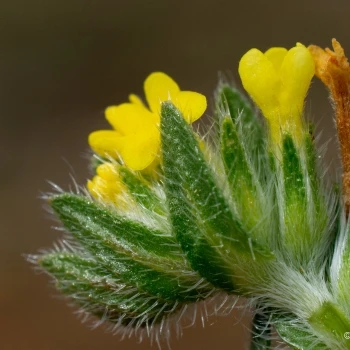 Flor, cáliz