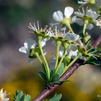 Spiraea hypericifolia subsp. obovata