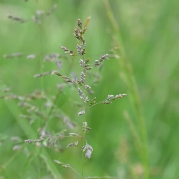 Poa pratensis subsp. pratensis