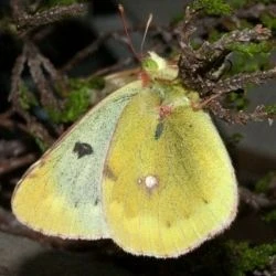 Fotografía Colias phicomone