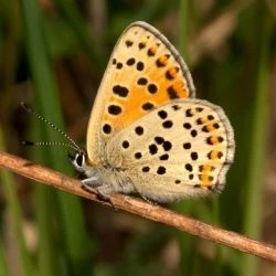 Lycaena tityrus