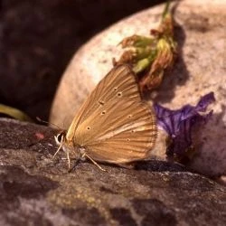 Polyommatus ripartii