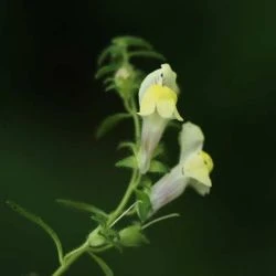 Antirrhinum meonanthum