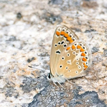 Polyommatus thersites