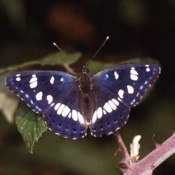 Limenitis reducta