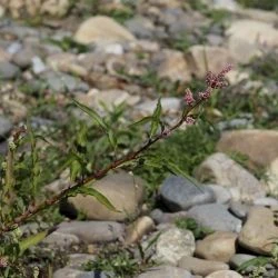 Polygonum lapathifolium