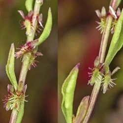 Fotografía Rumex bucephalophorus subsp. hispanicus (3 de 3)