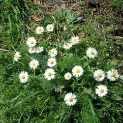 Bellis perennis