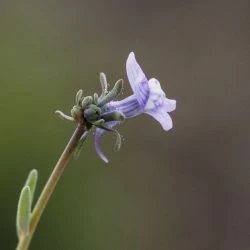 Linaria arvensis