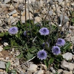 Globularia vulgaris