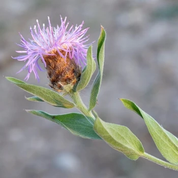 Centaurea nigra subsp. carpetana (3 de 3)