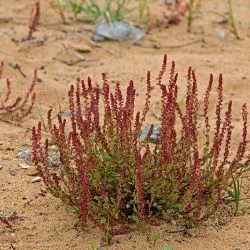 Rumex bucephalophorus subsp. hispanicus