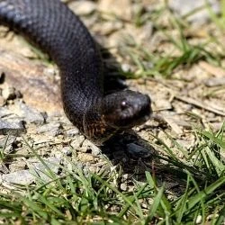 Fotografía Vipera seoanei (1 de 2)