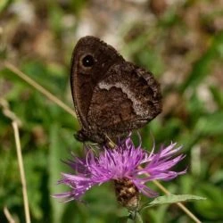 Satyrus ferula