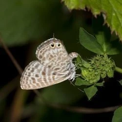 Leptotes pirithous