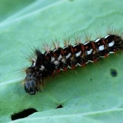 Acronicta rumicis