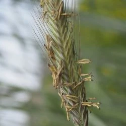 Inflorescencia