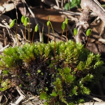 Bryum capillare (1 de 6)