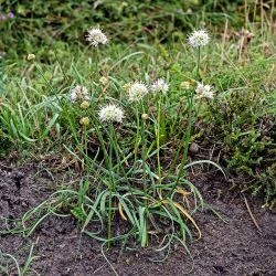 Allium ericetorum