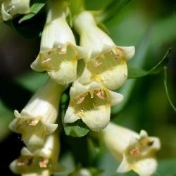 Digitalis lutea