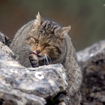 Fotografía Gato montés (Felis silvestris) (5 de 6)