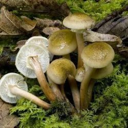 Armillaria mellea