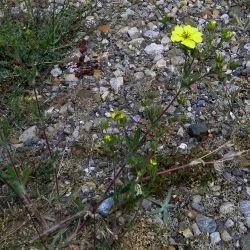 Potentilla recta