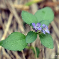 Veronica alpina