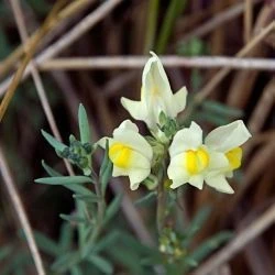 Linaria supina subsp. supina