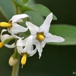 Flor, corola