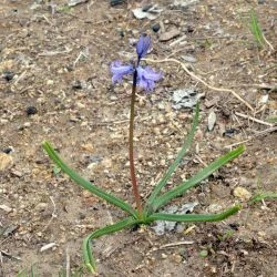 Hyacinthoides hispanica