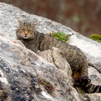 Fotografía Gato montés (Felis silvestris) (3 de 6)