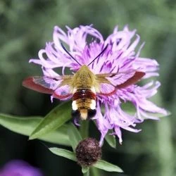 Hemaris fuciformis