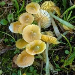 Fotografía Hygrocybe psittacina (Schaeff.) P. Kumm. (2 de 3)