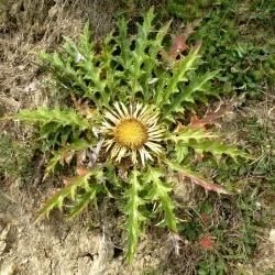 Carlina acanthifolia subsp. cynara