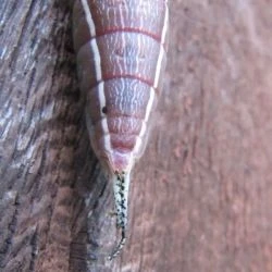 Cerura vinula