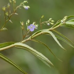 Veronica scutellata