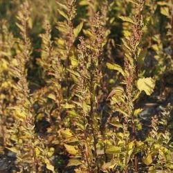 Chenopodium murale