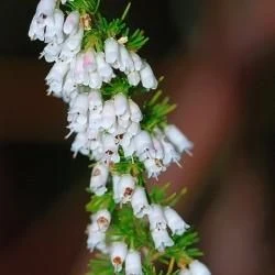 Inflorescencia