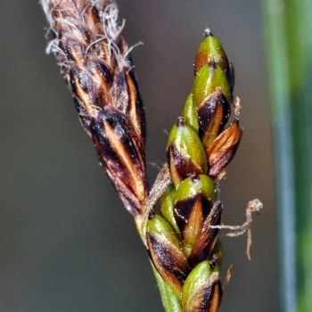 Inflorescencia, espiga