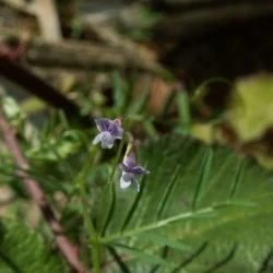 Vicia tetrasperma