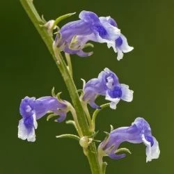 Anarrhinum bellidifolium