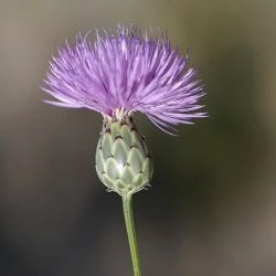 Flor, involucro