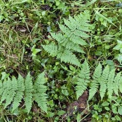 Dryopteris aemula