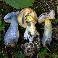 Boletus radicans