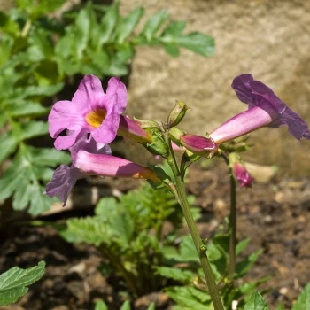 Incarvillea delavayi (3 de 3)