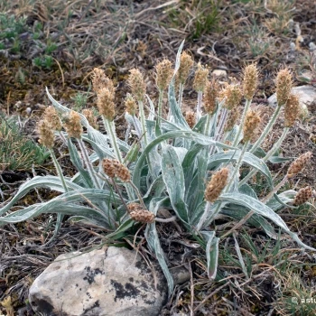 Plantago monosperma subsp. discolor