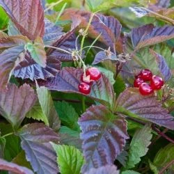 Rubus saxatilis