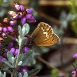 Fotografía Coenonympha dorus (2 de 2)