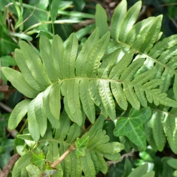 Polypodium interjectum (1 de 5)